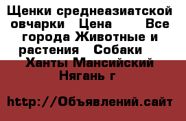 Щенки среднеазиатской овчарки › Цена ­ 1 - Все города Животные и растения » Собаки   . Ханты-Мансийский,Нягань г.